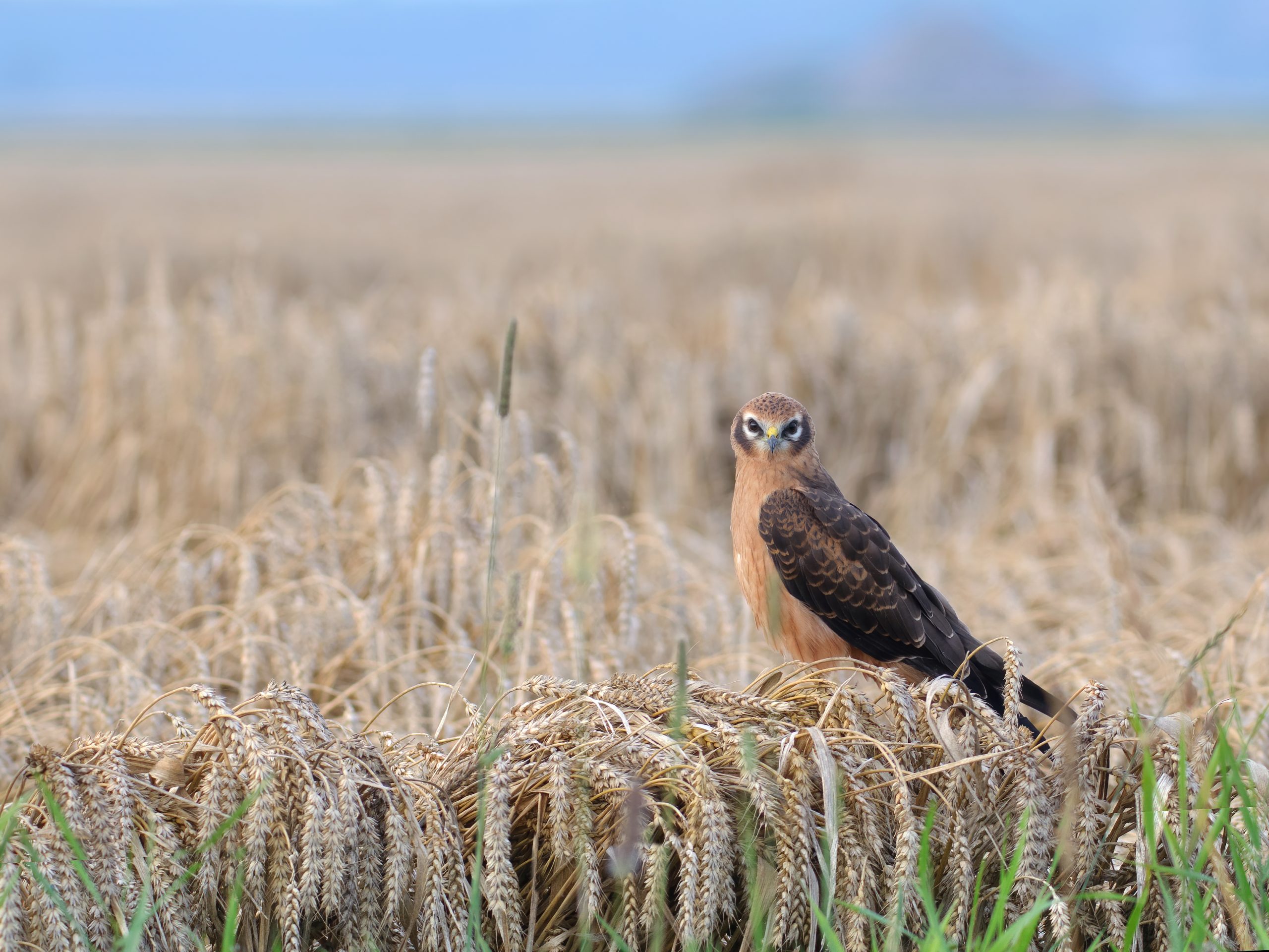 grauwekiek juveniel copyright rein hofman